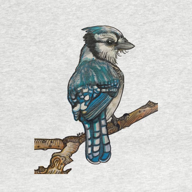 Blue Jay by jilliandohertyart